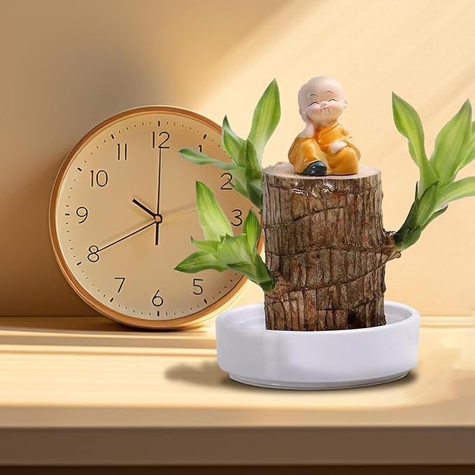 Brazilian Lucky Wood Plant (CERTIFIED ORIGINAL WITH Imported Certificate  ) ( BUY 1 GET 1 FREE )⭐️⭐️⭐️⭐️ 4.9/5 Reviews