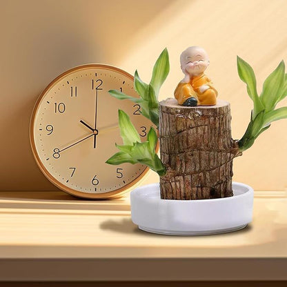 Brazilian Lucky Wood Plant (CERTIFIED ORIGINAL WITH Imported Certificate  ) ( BUY 1 GET 1 FREE )⭐️⭐️⭐️⭐️ 4.9/5 Reviews