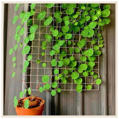 Stephania Erecta - The Everlasting Green Wonder ( BUY 1 GET 1 FREE ) ⭐️⭐️⭐️⭐️ 4.9/5 Reviews