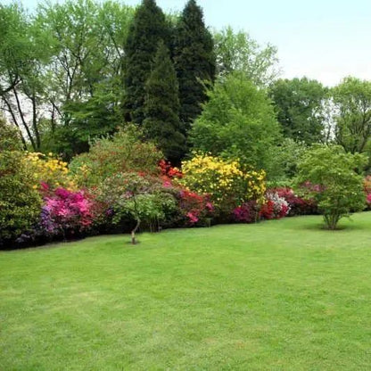Four Seasons Evergreen Dwarf Grass Seeds | BUY 1 GET 1 FREE | ⭐️⭐️⭐️⭐️ 4.9/5 Reviews