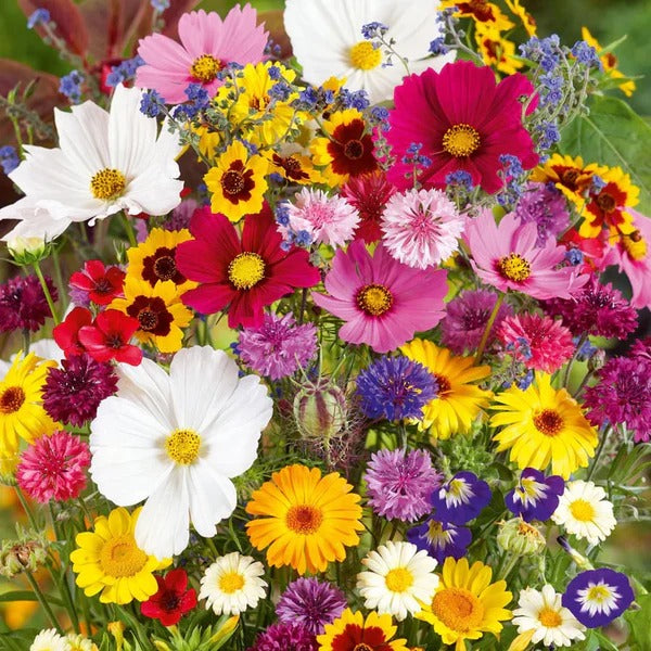 Premium Flower seeds| BUY 1 GET 1 FREE | ⭐️⭐️⭐️⭐️ 4.9/5 Reviews