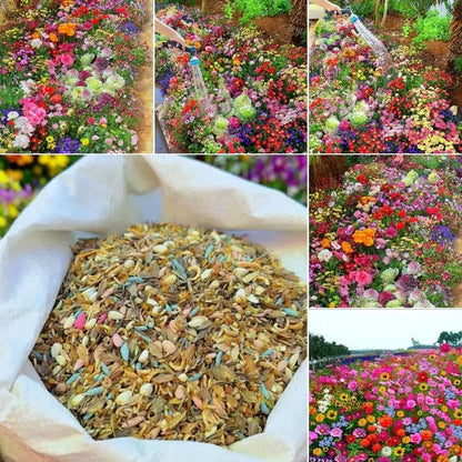 Premium Flower seeds| BUY 1 GET 1 FREE | ⭐️⭐️⭐️⭐️ 4.9/5 Reviews