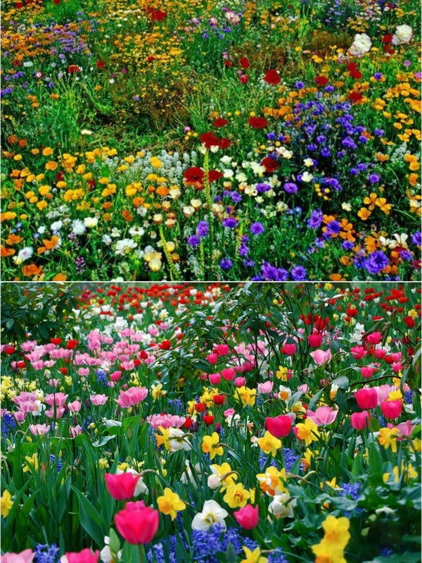 Premium Flower seeds| BUY 1 GET 1 FREE | ⭐️⭐️⭐️⭐️ 4.9/5 Reviews