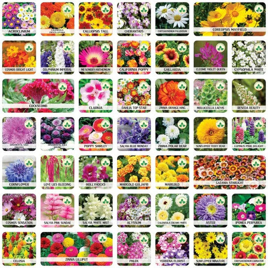 Premium Flower seeds| BUY 1 GET 1 FREE | ⭐️⭐️⭐️⭐️ 4.9/5 Reviews