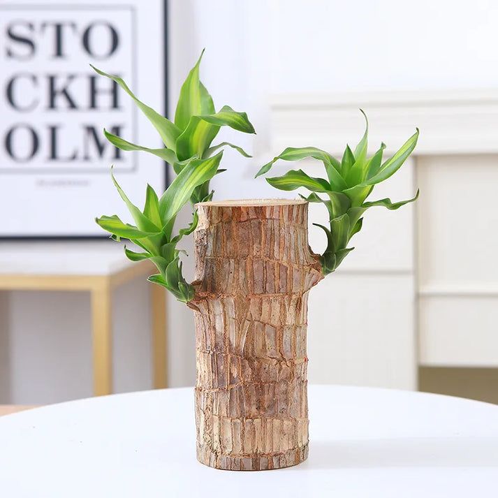 Brazilian Lucky Wood Plant (CERTIFIED ORIGINAL WITH Imported Certificate  ) ( BUY 1 GET 1 FREE )⭐️⭐️⭐️⭐️ 4.9/5 Reviews
