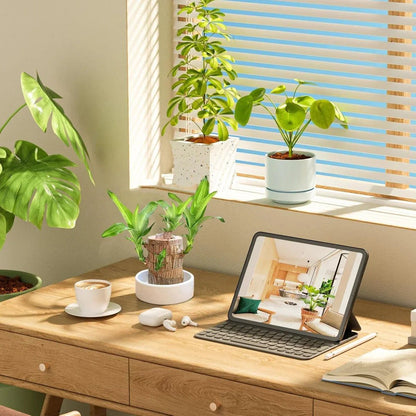 Brazilian Lucky Wood Plant (CERTIFIED ORIGINAL WITH Imported Certificate  ) ( BUY 1 GET 1 FREE )⭐️⭐️⭐️⭐️ 4.9/5 Reviews