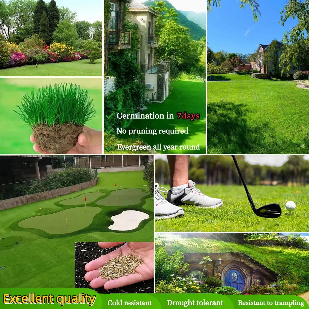 Four Seasons Evergreen Dwarf Grass Seeds | BUY 1 GET 1 FREE | ⭐️⭐️⭐️⭐️ 4.9/5 Reviews