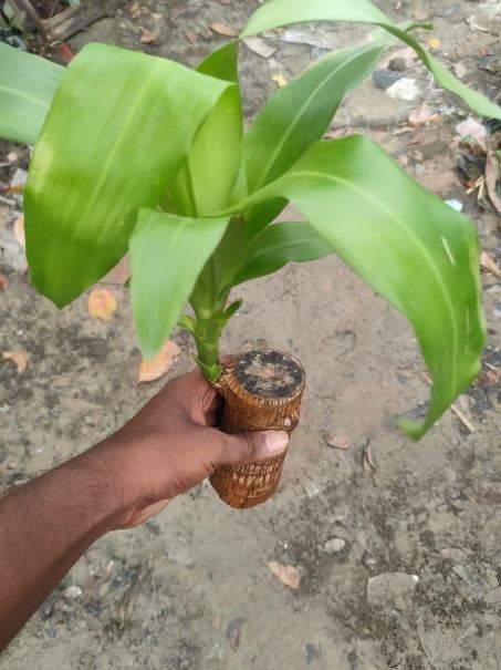 Brazilian Lucky Wood Plant (CERTIFIED ORIGINAL WITH Imported Certificate  ) ( BUY 1 GET 1 FREE )⭐️⭐️⭐️⭐️ 4.9/5 Reviews
